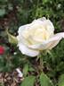 Mrs. Herbert Stevens rose photo