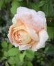 Golden Moss rose photo