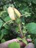 Golden Moss rose photo