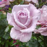 Blue Diamond rose photo