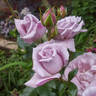 Blue Diamond rose photo