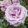 Blue Diamond rose photo