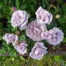 Blue Diamond rose photo