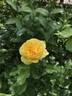 Happy Child rose photo