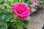 Pasillo™ rose photo