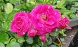 Pasillo™ rose photo
