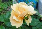 Skyline rose photo