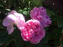 Soupert et Notting rose photo