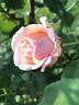 Apricot Glow rose photo