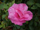 Melrose rose photo