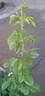 Jean de Luxembourg, roi de Bohême rose photo