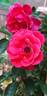 Kadora rose photo