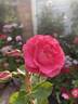 Korallovyj Sjurpriz rose photo