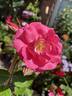 Korallovyj Sjurpriz rose photo