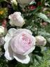 Vesalius rose photo