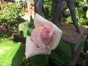 Warrawee rose photo