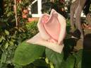 Warrawee rose photo