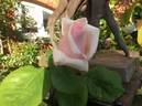 Warrawee rose photo