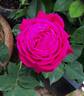 Tom Wood rose photo