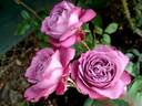 Blue River ® rose photo