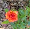 Ring of Fire ™ rose photo