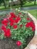 Oh My ! rose photo