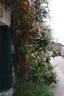 Guirlande Fleurie rose photo