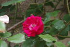 Guirlande Fleurie rose photo