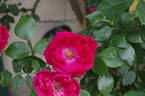 Guirlande Fleurie rose photo