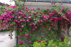 Alexandre Girault rose photo