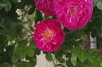 Alexandre Girault rose photo