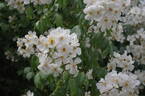 Sir Cedric Morris rose photo