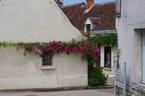 Alexandre Girault rose photo