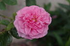 Madame Ernest Calvat rose photo