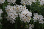 Sir Cedric Morris rose photo