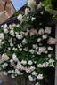Neige d'Avril rose photo