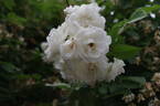 Neige d'Avril rose photo