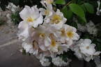 Neige d'Avril rose photo