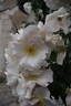 Neige d'Avril rose photo