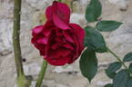 Red Parfum ® rose photo