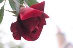 Red Parfum ® rose photo