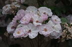 Narrow Water rose photo