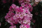 Marietta Silva Tarouca rose photo