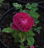 Général Cavaignac rose photo