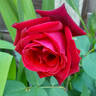Deep Secret rose photo