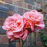 Leaping Salmon rose photo