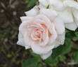 Cheesecake rose photo