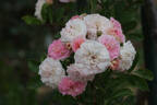 Pink Ghislaine de Féligonde ® rose photo