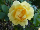 Indiane rose photo