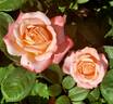 Fascination rose photo